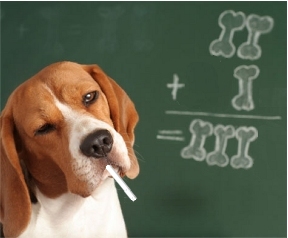 Dog doing bone math on a chalkboard